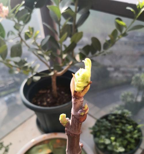 无花果树插枝繁殖法是否可行？（探究无花果树插枝繁殖法的成败关键）