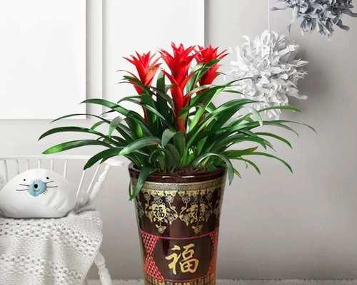 鸿运当头，养多少棵好？（合适的数量与植物选择）