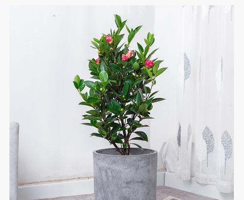 杜鹃红山茶花的养殖与注意事项（让家里的花园盛开美丽的杜鹃红山茶）