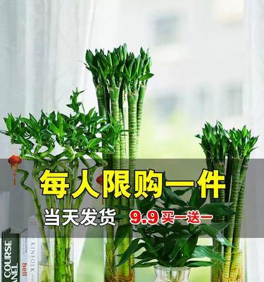 龙竹的养殖方法及养护要点（家里好养吗？如何让龙竹健康成长？）