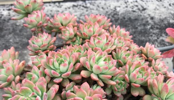 马库斯多肉种植技巧（如何让你的马库斯多肉爆盆生长）