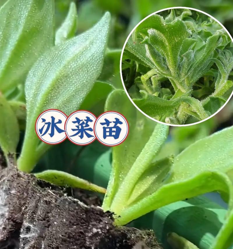 冰草种植的全面指南（种植时间、技巧、注意事项，轻松掌握）