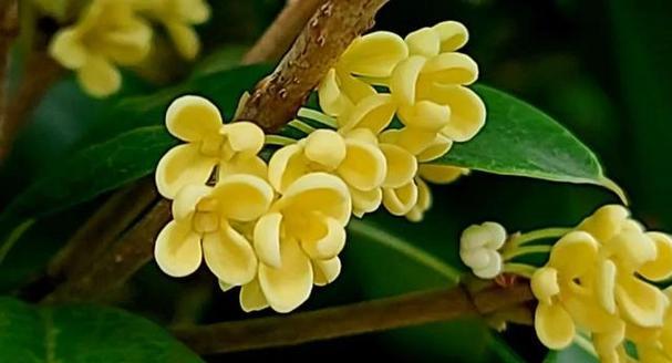 如何科学浇水桂花（桂花浇水频率与注意事项）