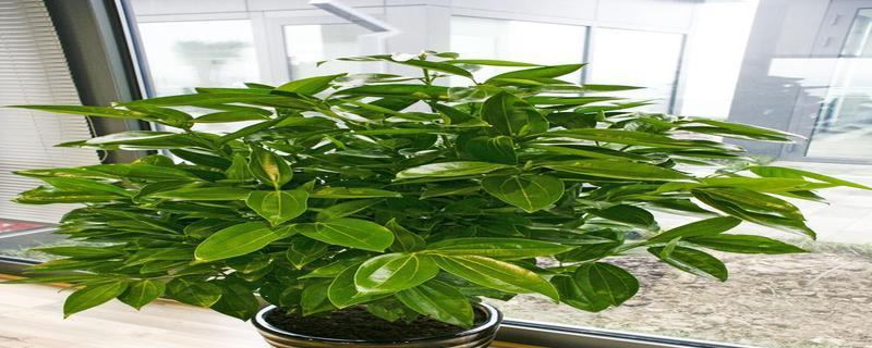 店门口适合放哪些植物（让你的店门口绿意盎然）