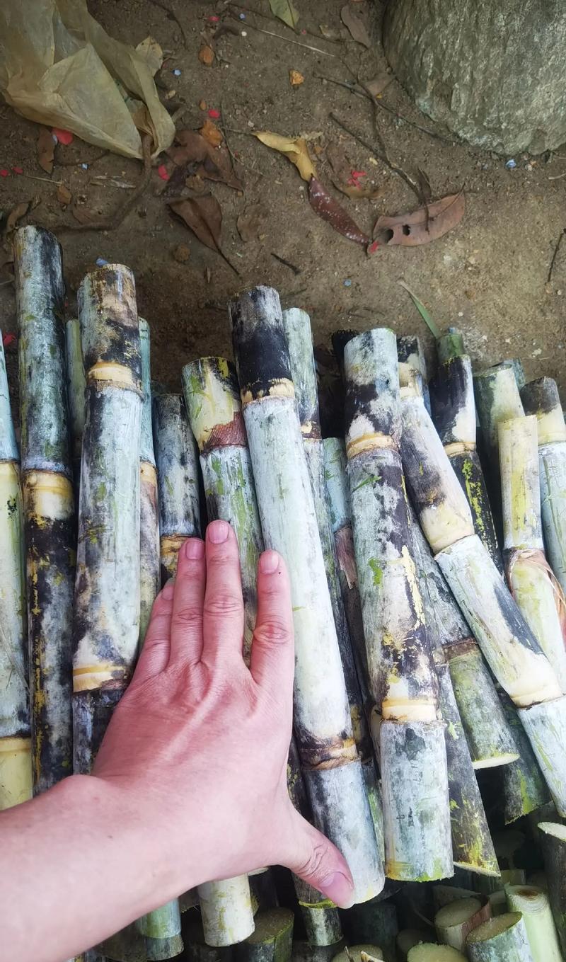 甘蔗种植全程解析：如何科学地种植甘蔗
