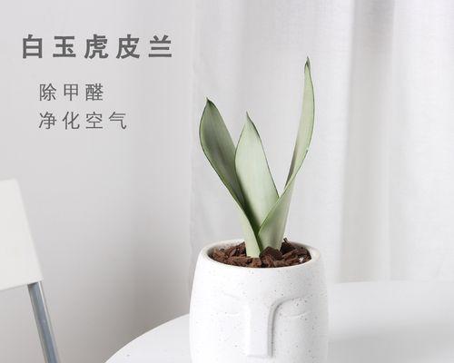 虎皮兰喜欢阳光还是喜欢阴影？（探究虎皮兰适宜的生长环境）