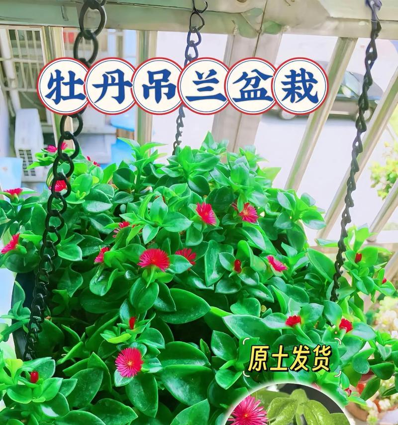 吊兰的最佳扦插时间（如何在适当的时间扦插吊兰）