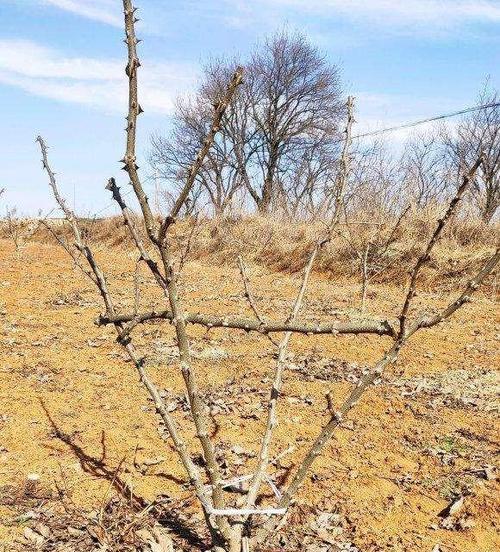 花椒树的生长环境与地方条件（探究花椒树的适宜生长条件与分布区域）