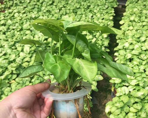 合果芋水培养方法详解（解密合果芋水培养的注意事项及步骤）