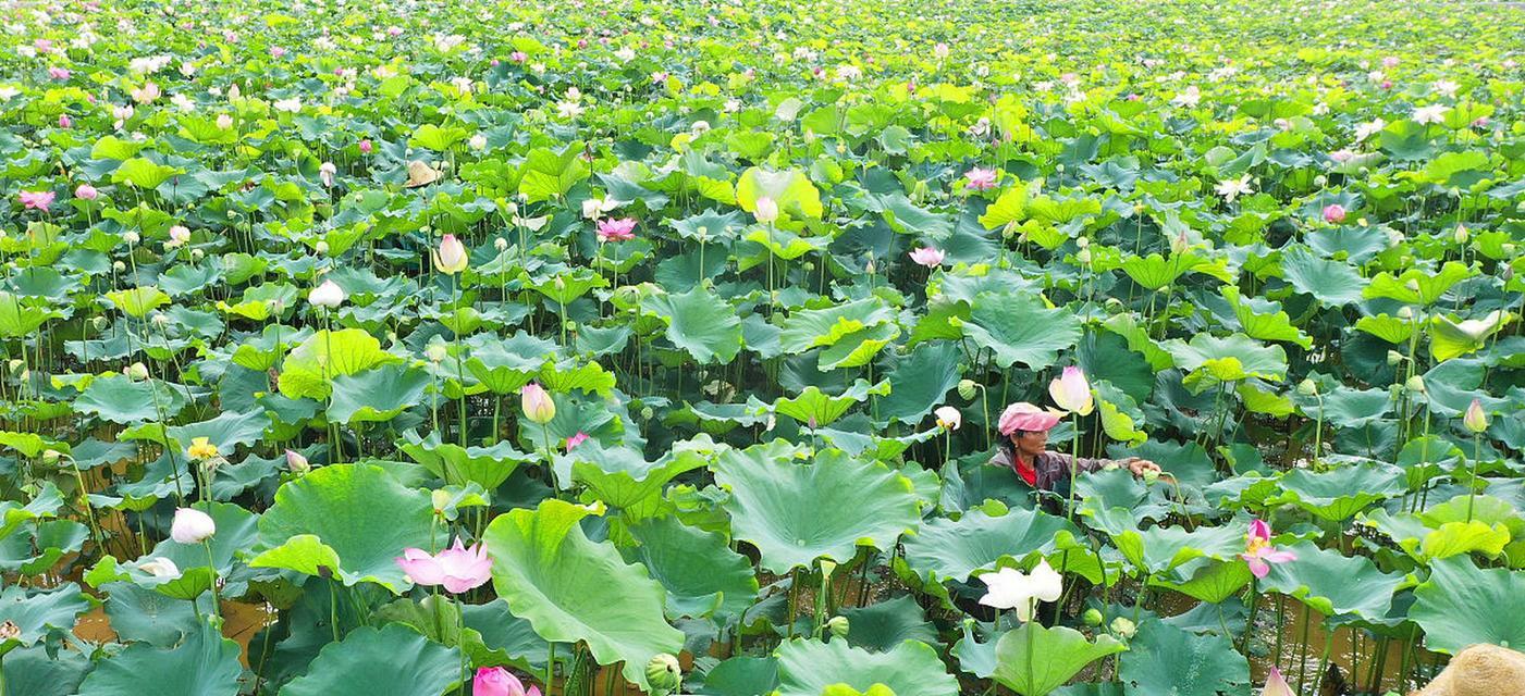 如何选择合适的莲花播种时间（掌握莲花生长规律，合理安排播种时间）