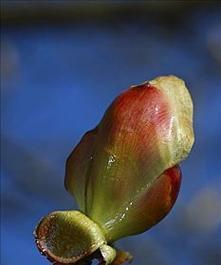 栗子可以生芽吃吗？（了解栗子生芽的过程和是否可以食用）