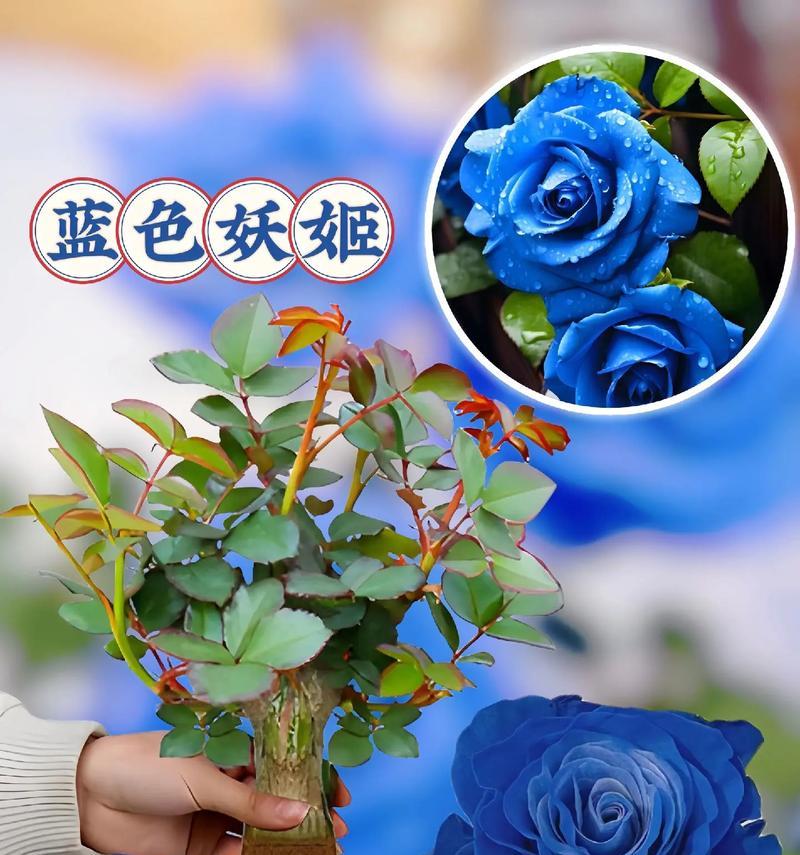 蓝玫瑰的花语（解读蓝玫瑰的寓意与象征）