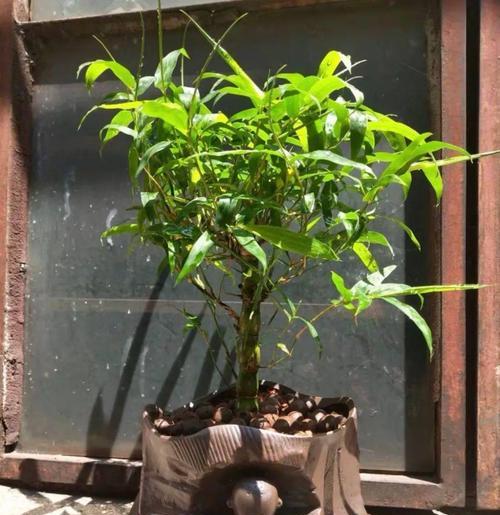 佛肚竹的盆栽技巧（如何选择合适的盆土和盆器为佛肚竹提供舒适的生长环境）