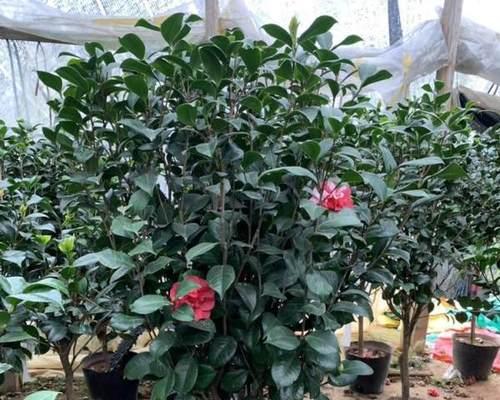 家庭种茶花树的完全指南（让你在家种茶花树也能轻松搞定）