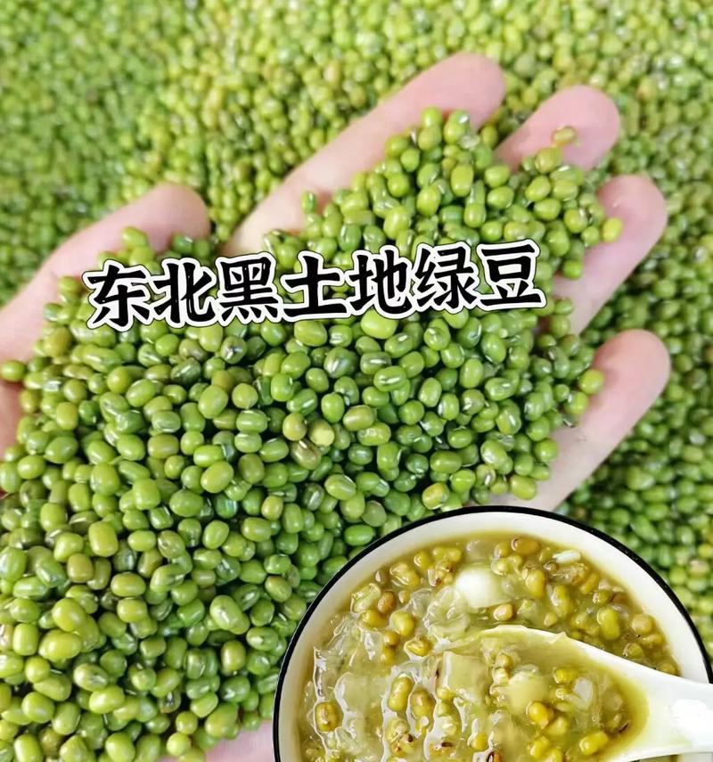 绿豆种植技巧大揭秘（你知道绿豆可以在土里种吗？如何培育健康的绿豆苗？）