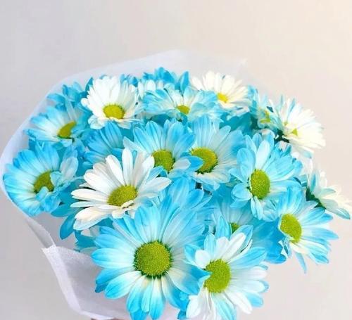 瓜叶菊的花期分析（一年开几次花？花期有何特点？）