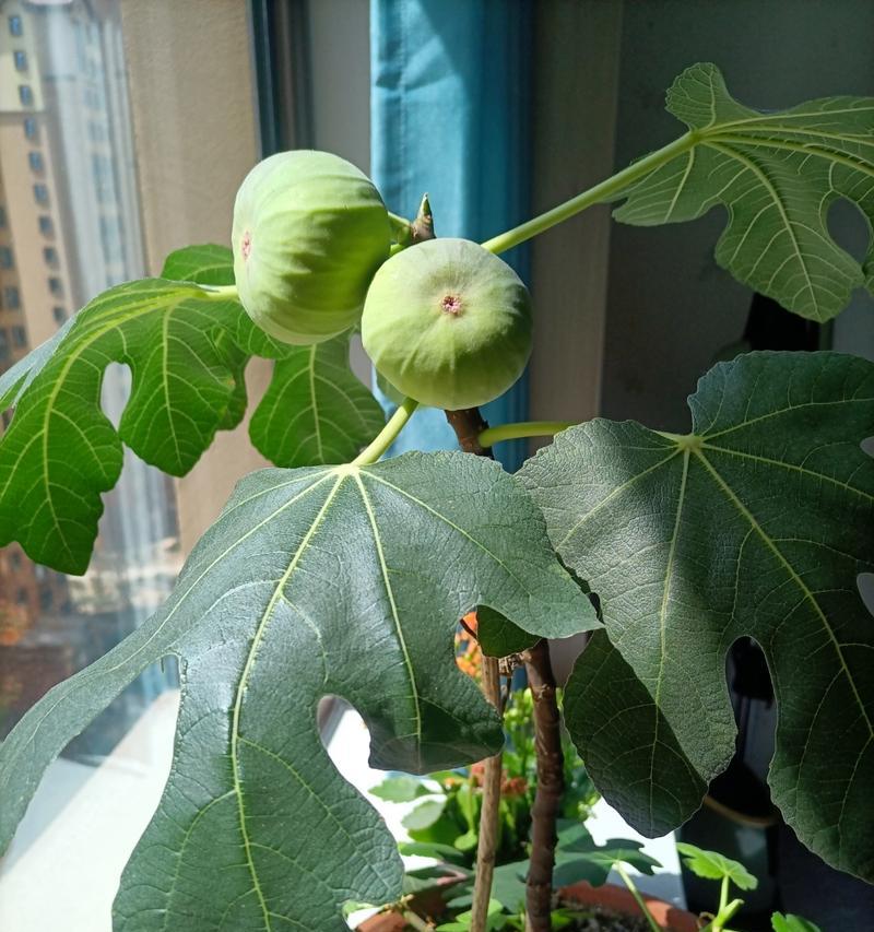 家里种无花果，轻松享受健康果实（无花果种植方法及注意事项）