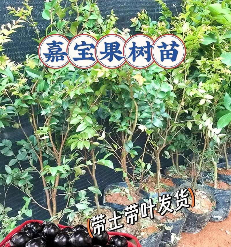 嘉宝果产量高吗？——揭秘亩产量多少（从种植、肥料、农药等方面分析，看嘉宝果的产量表现如何）