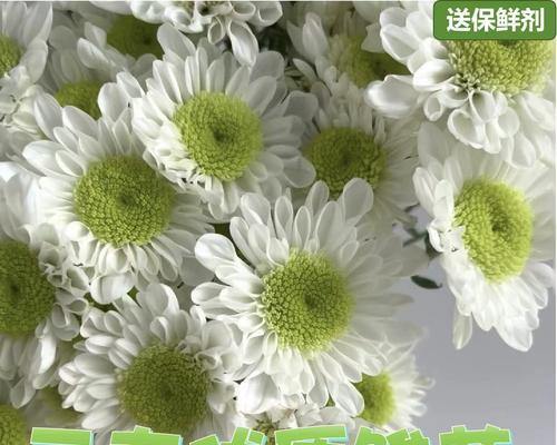 鸡蛋花的花期有多长时间？（探究鸡蛋花花期的时间长短与影响因素）