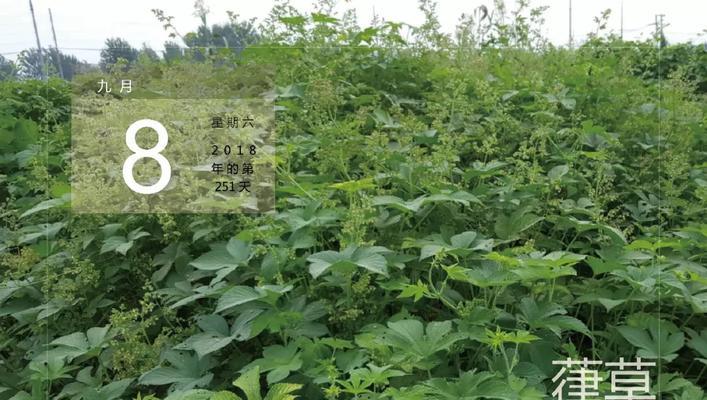 韭莲的种植方法和时间（打造生活中的美味佳肴）