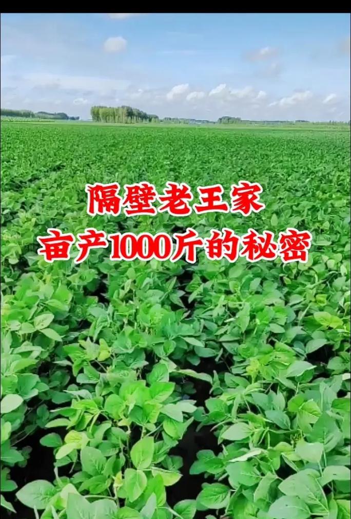 大豆开花时间及关键因素分析（探寻大豆生长的奥秘，优化生产模式）
