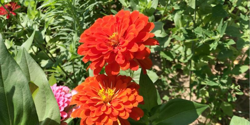 菊花的生长发育过程（春去秋来，菊花始终如一）