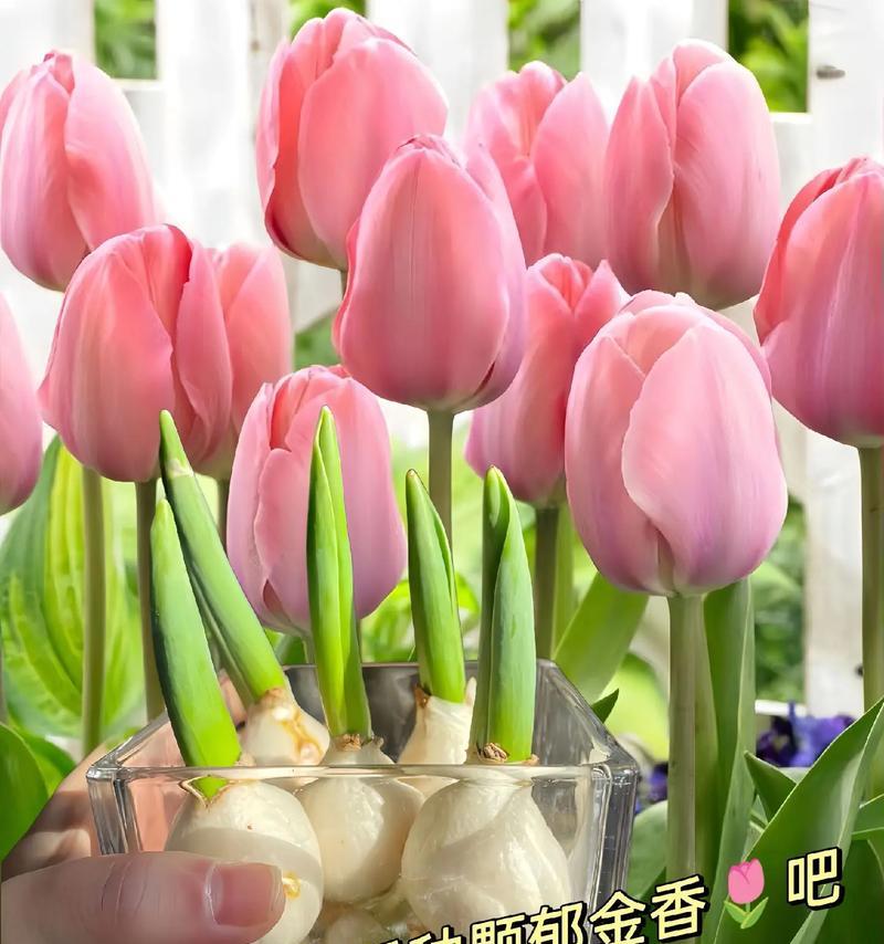 在家种植郁金香的方法（让家中花园充满春天气息）