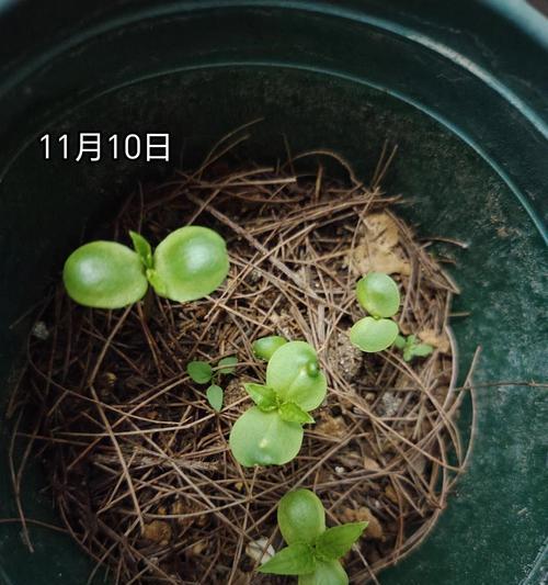 如何种植凤仙花种子（步骤详解，快速上手）
