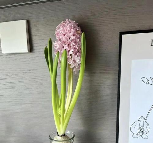 风信子养护指南（如何合理摆放和照顾风信子？）