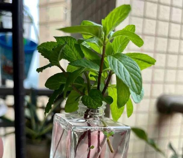 海棠花的水养之路（探秘海棠花的水浇养殊途）
