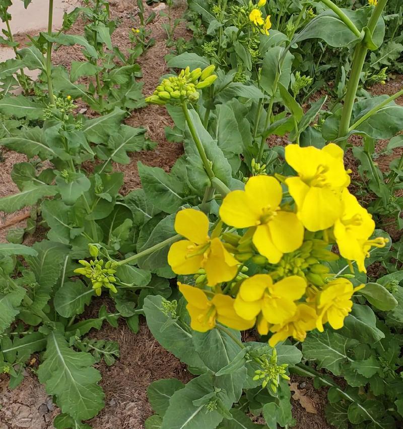 北方油菜的适宜播种时期（探究北方油菜最佳种植时间）