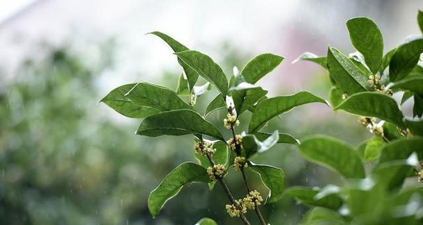 冬季浇水技巧——如何浇水让桂花开得更美（桂花冬季浇水小贴士，让你轻松应对各种天气变化）