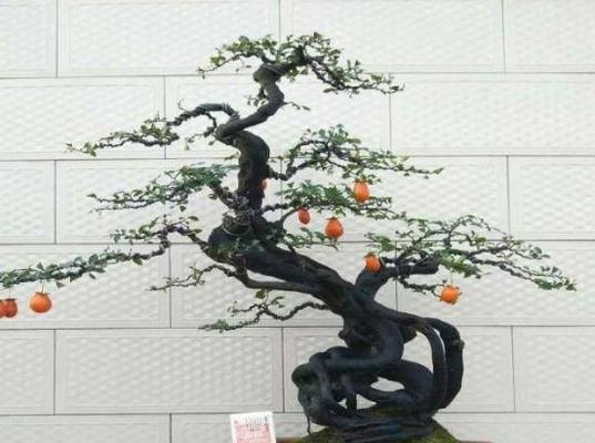 金弹子夏季浇水全攻略（科学浇水，打造健康的金弹子）