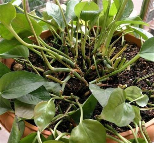 绿苔如何养才能更旺盛？（打造理想家居绿色植物-绿苔的养殖技巧）