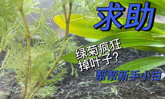 绿菊怎么养长？（打造叶片丰盈的绿菊。）