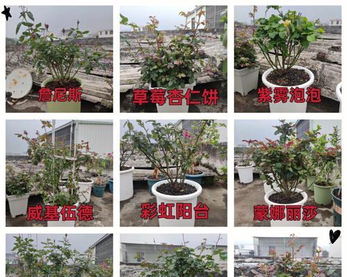 探究火龙果月季的生长习性（藤本还是灌木？探讨火龙果月季的分类及特点）