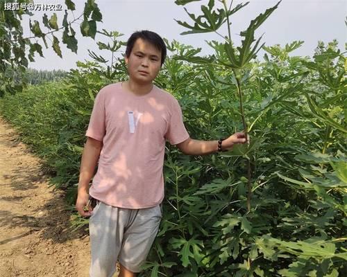 蓝莓生长过程的详细介绍（从种植到收获，探究蓝莓生长的奥秘）