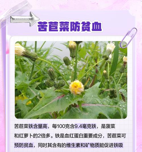 品尝清爽的苦菊，享受秋天的美好（探索苦菊季节和营养价值，了解苦菊的烹饪方法和食用禁忌）