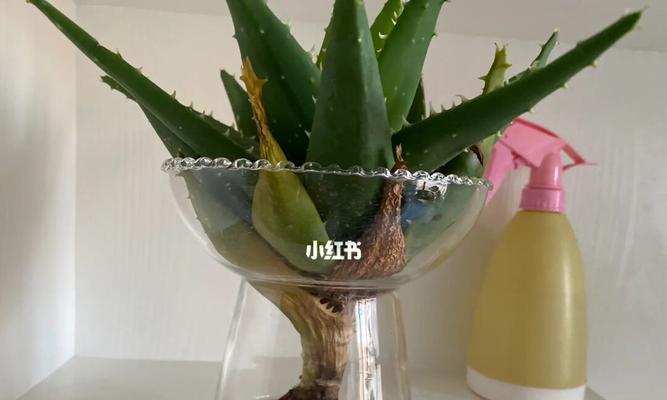 芦荟养水方法详解（水中养芦荟，省心又便捷）