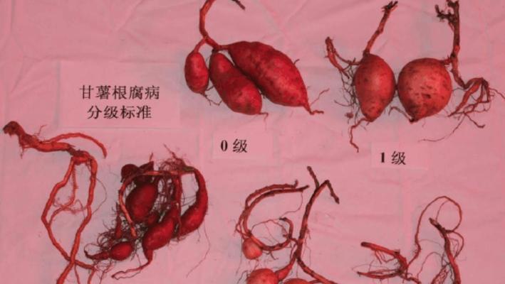 探秘甘薯——一种什么根系的植物？（甘薯的根系结构与形态特征）