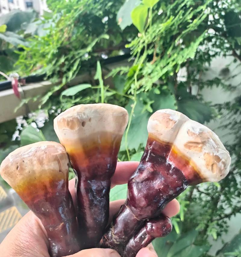 神奇的灵芝近似植物（揭开神秘的灵芝家族，探索他们的秘密）