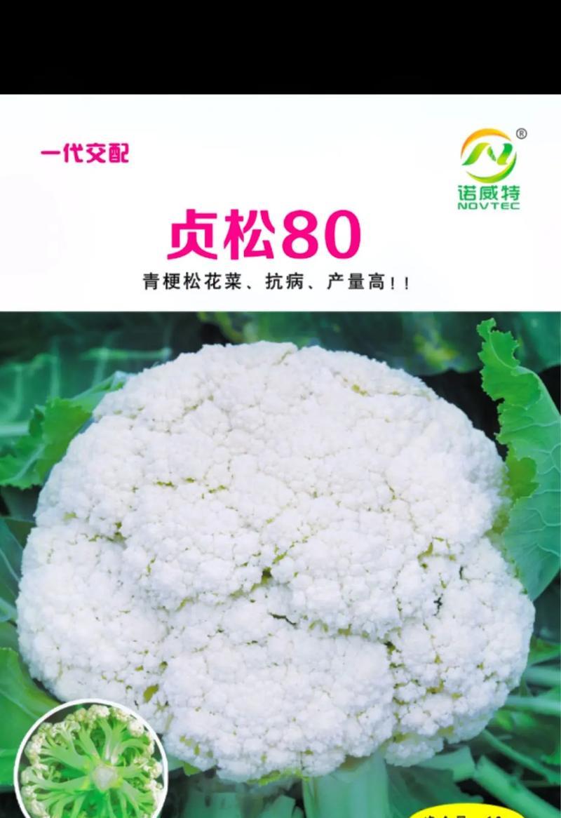 揭秘花菜种子的来历（从花到种子，了解花菜种子的生命历程）