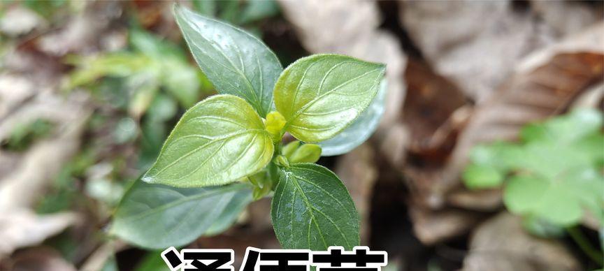 狗肝菜的神奇功效（发现狗肝菜的惊人作用及其药用价值）