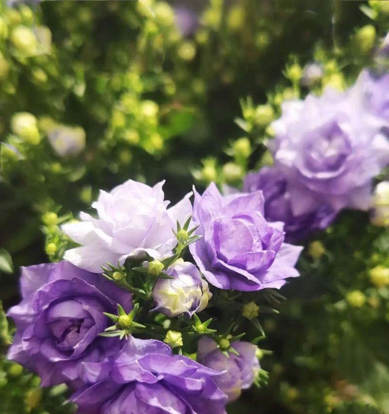 风铃花的生命周期与栽培技巧（打造长效美丽的花园）