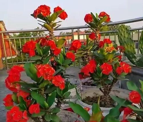 刺梅的开花频率（探究刺梅的花期及特点）