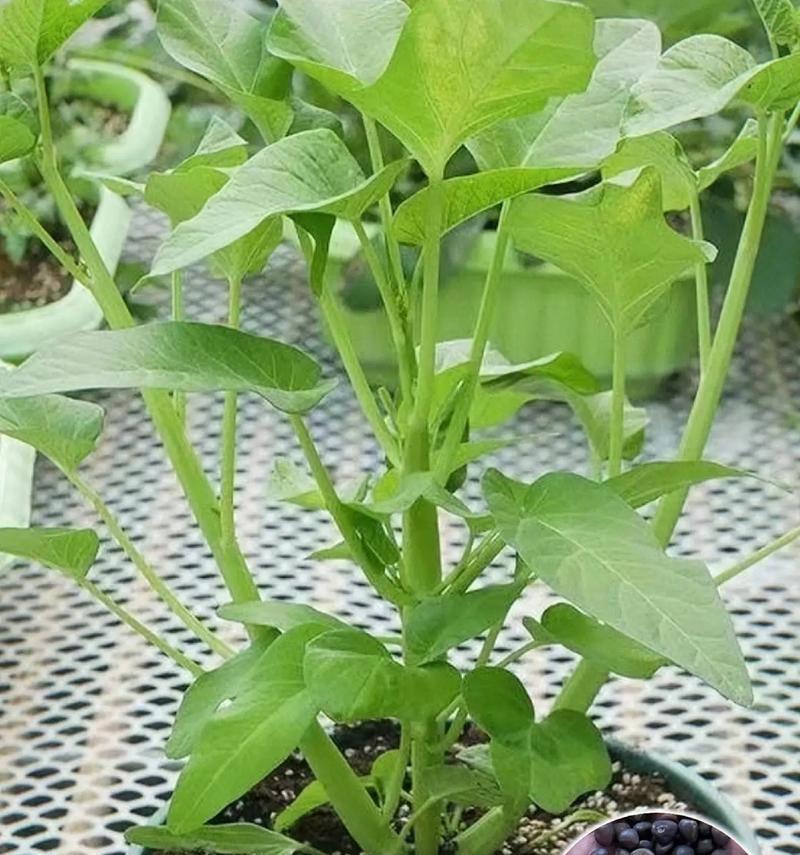 空心菜种子的来源及生长过程（探究空心菜种子的获取方式和生长特点）