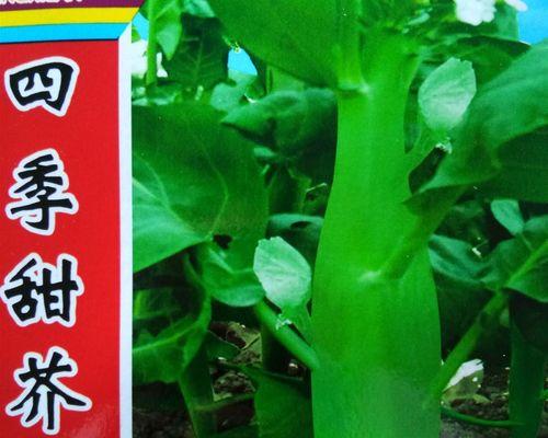 芥兰种子的最佳播种时间（芥兰种子播种的方法和注意事项）
