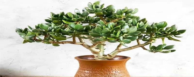 碧玉花室内养护指南（适合在室内种植的美丽多肉植物——碧玉花）