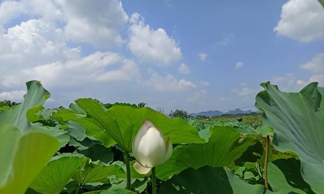 莲蓬成熟季节分析（探究莲蓬成熟时间及影响因素）