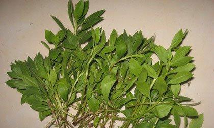 如何种植蓝目菊？（一步步教你，轻松成为蓝目菊种植达人！）